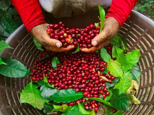Cafe Rey Selecto Costa Rica Ground Coffee 500 g/17.06 oz.