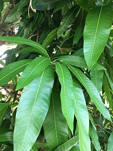 Fresh Mango Leaves Tea Organic All Natural No Pesticide No Chemical from South Florida Qty 250+