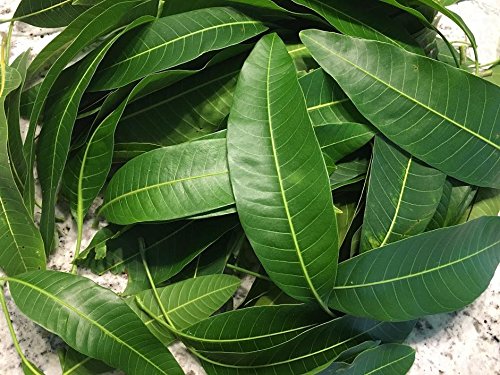 Fresh Mango Leaves Tea Organic All Natural No Pesticide No Chemical from South Florida Qty 250+