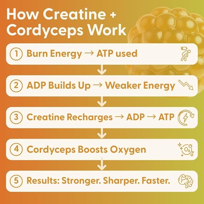 SuperMush Daily Creatine Gummies with Cordyceps - Daily Superfood - Sugar Free Creatine Monohydrate Supplement for Strength Focus and Recovery – Vegan Gummy Formula Mango Flavor 20-Day Supply