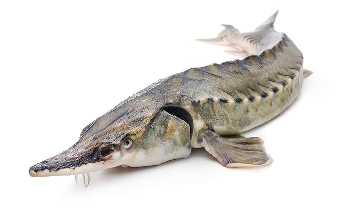 Sturgeon in Own Natural Juice by EcoFood (Pack of 3) 8.5 oz | 240 g