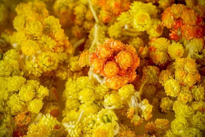 Immortelle (Helichrysum Graveolens) 2 OZ (57g) Loose Herbal Tea | Wild-Harvested from the Mountains of Armenia | Naturally Sourced with Rich Aroma and Distinct Flavor | Handpicked &amp Premium Qualit