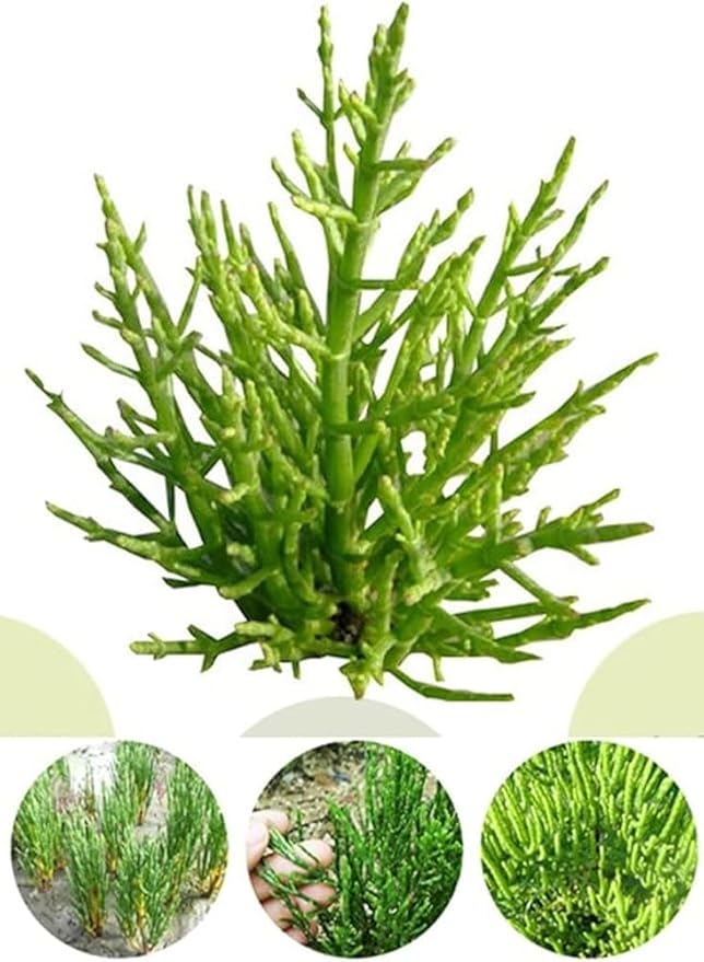 Organic Natural Pure Glasswort (Samphire Salicornia Herbacea) Extract Herbal Pills Granule Ball - Concentrated Lump Grain Powder -5.29 Ounce(150g)