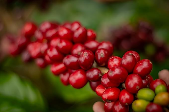Colombian Coffee Specialty: Bourbon Rosado 227g 8onz Ground – Medium Roast