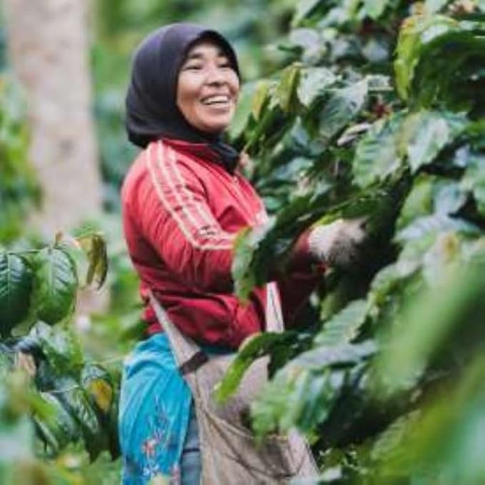 Sumatra Single Origin | Arabica Coffee | Organic | Dark Roast |1 Pack (Ground 12oz)