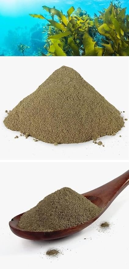 Natural Pure Korean Ecklonia Cava Extract Powder-10.58 Ounce (300gram)