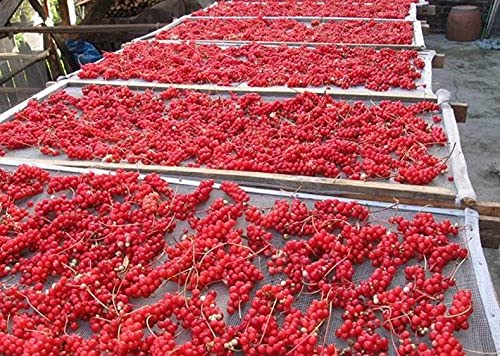 Schisandra Berry - NEW CROP Schisandra chinensis Dried Loose Berry from 100% Nature (32 oz (2.0 lbs))