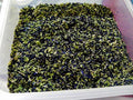 Butterfly pea Flowers Whole Dried Herb 100% (1000 g)