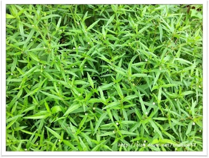 Organic Natural Pure Eclipta Prostrata(False Daisy) Dried Bulk Herbs -3.52 Ounce (100g)