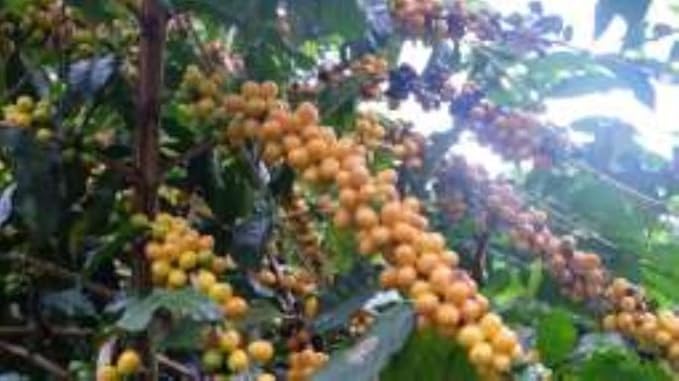 Super High Caffeine | Double Caffeine | Organic | Strong Robusta Coffee | Fresh Roasted | Whole Bean (2lb 1-Pack Whole Bean)