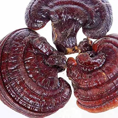 Dired Ganoderma Lucidum Lingzhi Ganoderma Lucidum Pieces Reishi Mushroom SlicesGanoderma Mushroom (500 Grams /1.10 lbs)