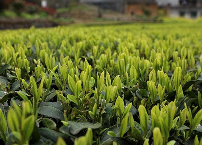 Luxtea Chinese Famous Tea – Grade AA (High Grade） (Xi Hu Long Jing (West Lake Dragon Well))