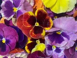 Freshly Preserved Pansy Freeze-Dried Edible Flowers - Dried Edible Flowers for Cakes Decoration Drink Garnish Cocktails Resin Art &amp DIY Crafts - USA-Grown Whole Bloom - Set of 20-0.2 Oz