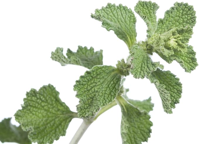 Health Embassy White Horehound Herb | Marrubium Vulgare L | Herbal Tea (100g)
