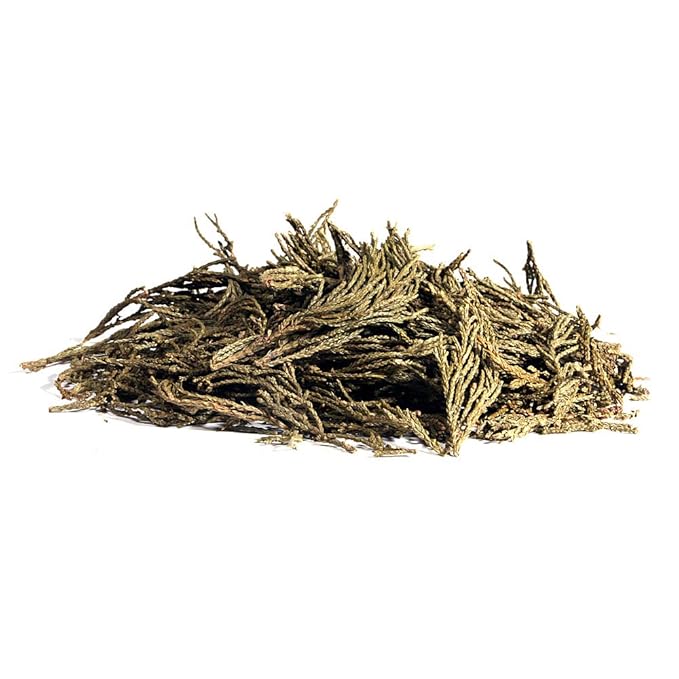 EidolonGreen [China Medicinal Herb] Leaf of Arborvitae (Green leaf of Arborvitae/Thuja/측백엽/侧柏叶/Ce bai ye) Dried Bulk Herbs (3 Oz / 88g)