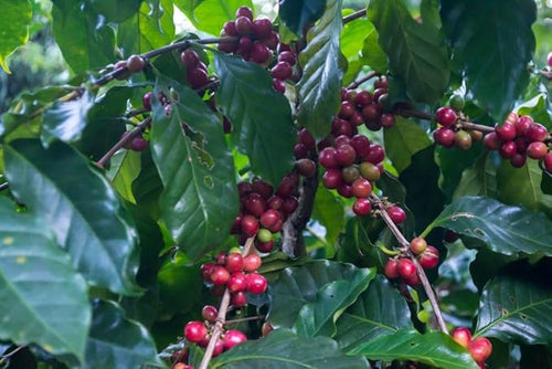 5-pound Nicaragua (Unroasted Green Coffee Beans) premium Arabica beans grown Central America fresh current-crop beans for home coffee roasters specialty-grade coffee beans includes a free burlap bag