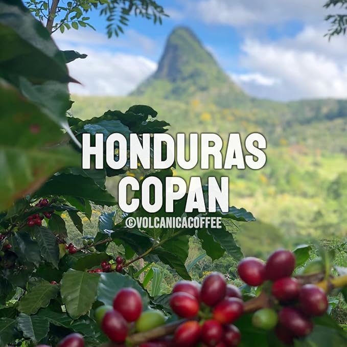 Honduras Coffee Copan Region Washed Process Ground Fresh Roasted 5lbs