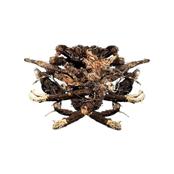 Herbalista - Wildcrafted Osha Root 3.5oz (100g) - (Ligusticum Porteri) - Chuchupate Whole Root for Cleansing Purification Meditation Healing Spiritual Practices and Wiccan Rituals &amp Tea.