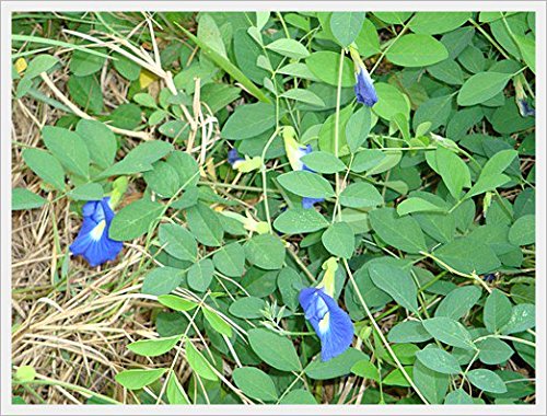 Butterfly pea Flowers Whole Dried Herb 100% (1000 g)