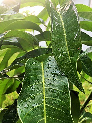 Fresh Mango Leaves Tea Organic All Natural No Pesticide No Chemical from South Florida Qty 250+