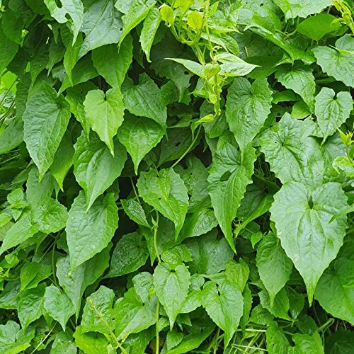 Jamaican Guaco Mikania (Wildcrafted Air-Dried Alkaline Herb)