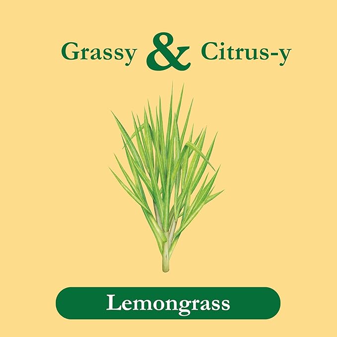 Tadin Lemongrass Herbal Tea Caffeine Free 24 Tea Bags Per Box Pack of 6
