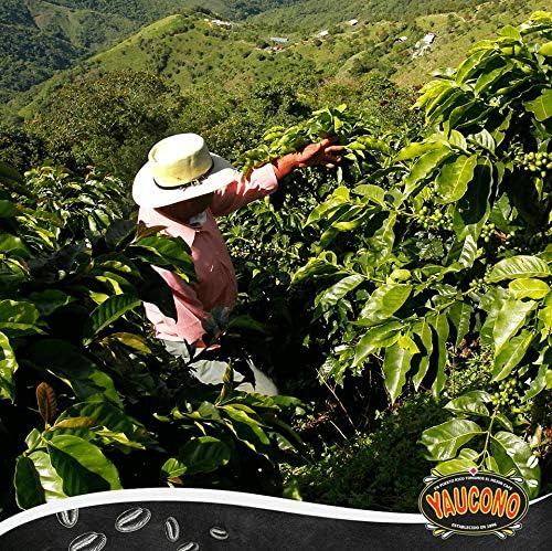 Yaucono Coffee Medium Roast Ground Arabica 14 Ounce (Pack of 2)