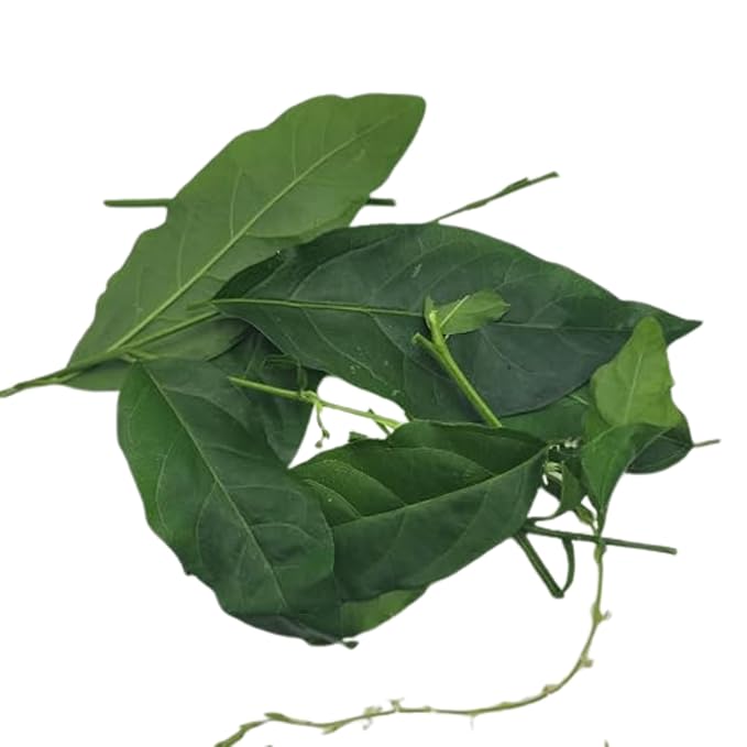 Jamaican Guinea Hen Weed Tea – 4oz (2 x 2oz Packs) – Handpicked Loose Leaf Herbal Tea – Anamu Herbs – Dried Leaves 100% Organic from Jamaica – Inspired Gems