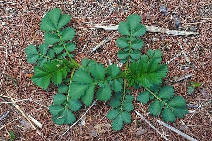 All Organic Agrimony Natural Herbal Tea (Medicinal Herbal Tea) GMP/GAP Product/Teabags Included/선학초(짚신나물 용아초) 3oz/86g [Bridgeherb]