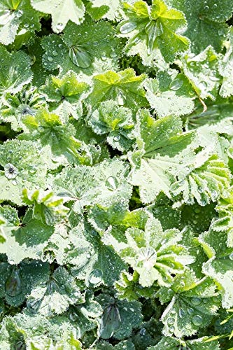 Health Embassy Ladys Mantle Herb | Alchemilla Vulgaris L | Herbal Tea (100g)