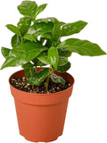 Garden Wrld Arabica Coffee