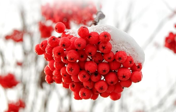 Organic Natural Pure Rowan berry | Sorbus commixta Fruits Dried Bulk Herbs -10.58 Ounce (300g)