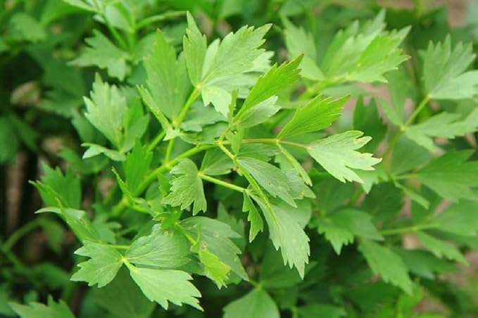 Health Embassy Lovage Leaf | Levisticum Officinale L | Herbal Tea (100g)