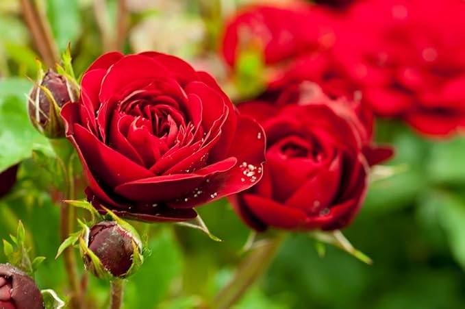Health Embassy Rose Petals Tea | Herbal Tea (50g)