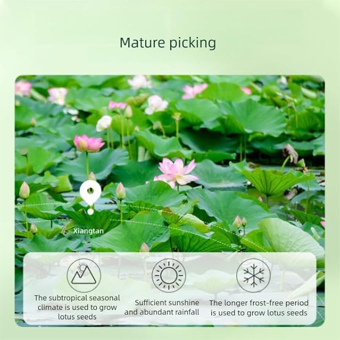 Dried Lotus Plumule Lotus Embryo Tea 8.1oz/250g(125g*2) Wild Nature Fragrant Lotus Seed Core Premium Quality Lotus Heart