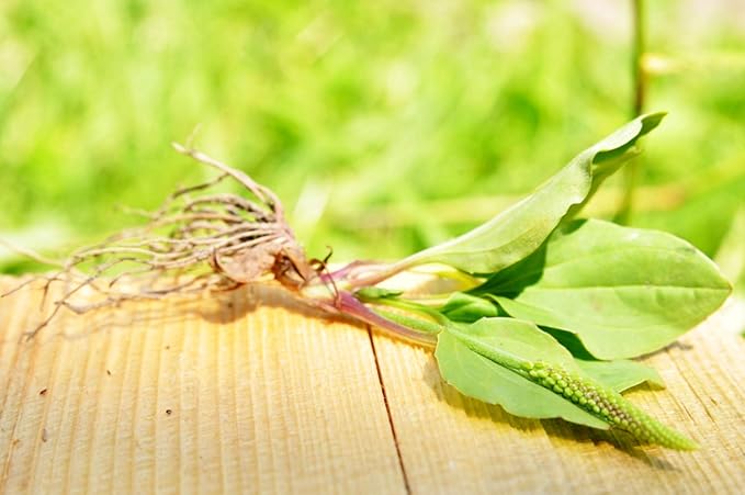 Health Embassy English Plantain Leaf | Plantago Lanceolata L | Herbal Tea (100g)