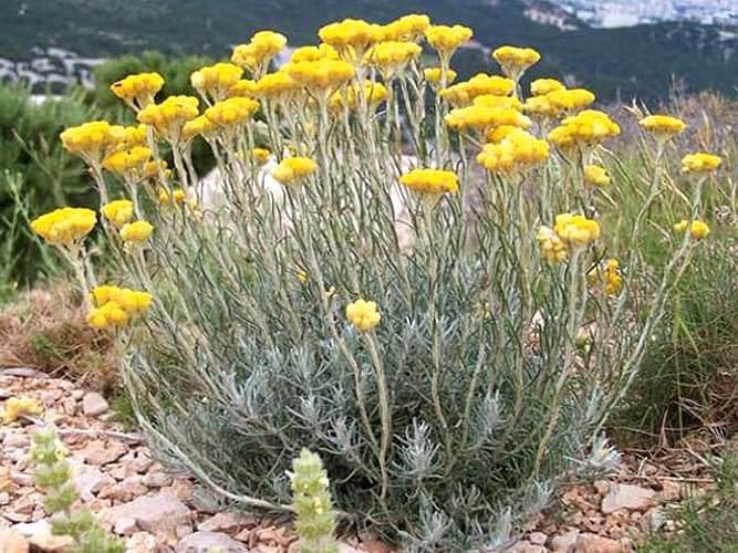 Immortelle Helichrysum Dried Flowers from Armenia 7 OZ 200 grams Wild Harvest PREMIUM QUALITY