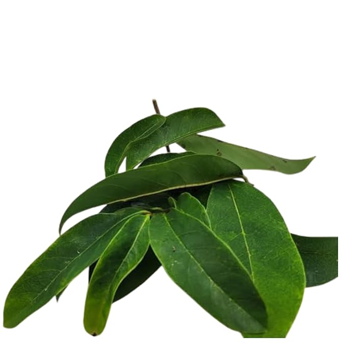 Organic Jamaican Soursop Leaf Tea – 2 Pack (2 x 1oz) – Handpicked Graviola Leaves – Bushtea-Dried Tea Leaves – 100% Natural Dried Soursop from Jamaica – Inspired Gems SoursopLeaves