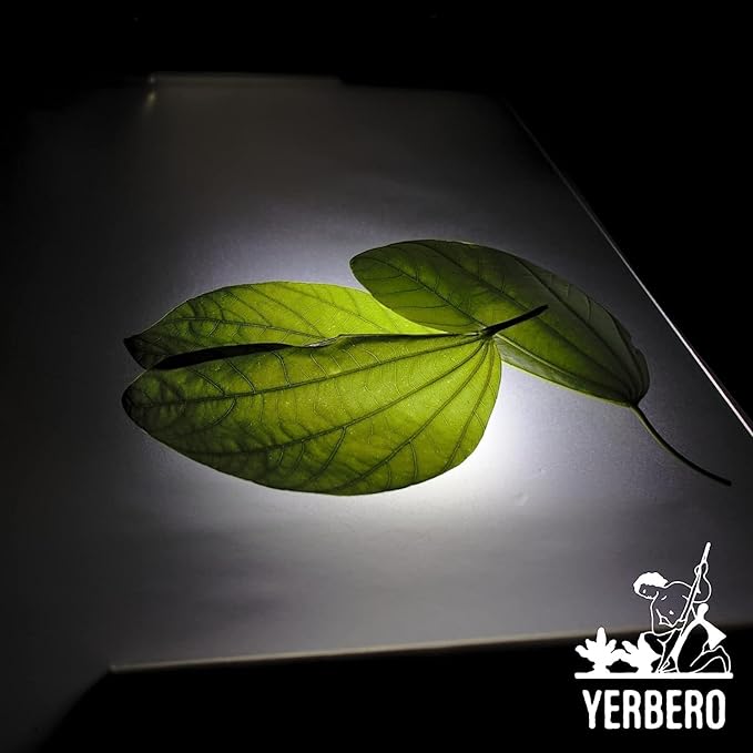 Yerbero - Te Herbal Pata De Vaca Bulk Sizes 8 oz (225gr) Herbal Tea (Cow's Foot Leaves - Bauhinia Forficata) Stand Up Resealable Bag Crafted By Nature100% All Natural Fresh Tea Tea non-GMO Gluten-Fr