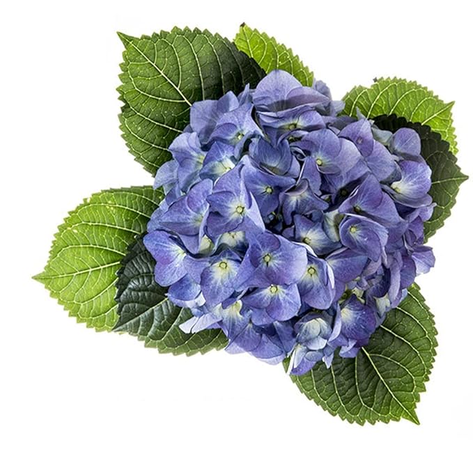 Organic Natural Pure Hydrangea Leaf (1 Box(40 Tea Bag))-Individually Wrapped Tea Bags