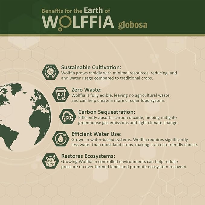 Premium Dried Wolffia globosa Superfood | Low Carb High Protein 40% | Rich in Minerals Vitamins A E B12 &amp Essential Amino Acids | The Future of Sustainable Plant-Based Nutrition 2.11 oz (60g)