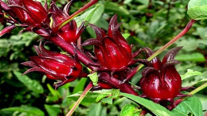 Jamaican Sorrel (Hibiscus Tea) 4oz – Dried Hibiscus Sabdariffa Flowers Loose Leaf | Caribbean Sorrel Drink | Caffeine Free Herbal Tea | Antioxidant Rich | RastaMan Stew