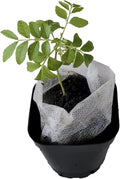 Curry Leaf Plant. Live Plant. Fragrant Beautiful Edible. Easy Grow. Indian Cooking Must Have. Murraya Koenigii. (1 Cup)