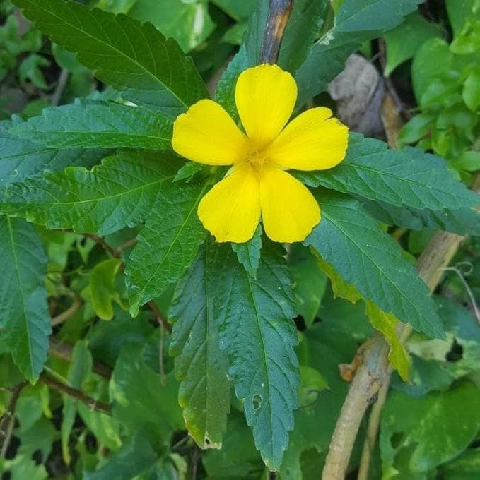 Damiana Leaf Organic Tea for Women and Men Wildcrafted Turnera Diffusa Origin: Jamaica