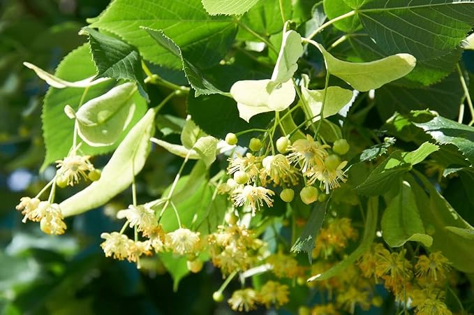 Health Embassy Linden Flower Tea | Tiliae Flos | Herbal Tea (60g)