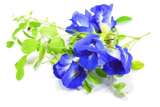 Butterfly pea Flowers Whole Dried Herb 100% (1000 g)