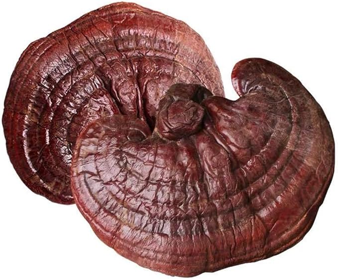 Dired Ganoderma Lucidum Lingzhi Ganoderma Lucidum Pieces Reishi Mushroom SlicesGanoderma Mushroom (500 Grams /1.10 lbs)