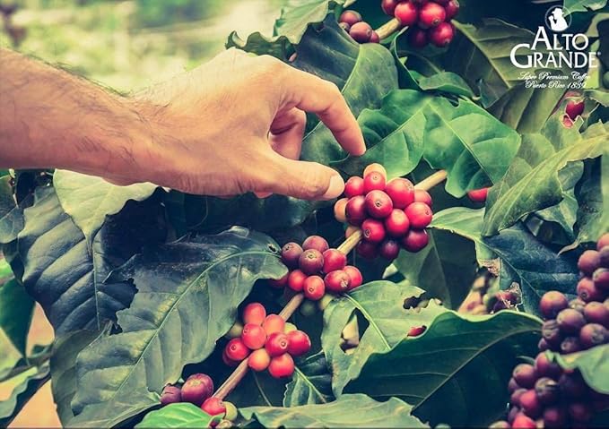 Alto Grande Premium Coffee Whole Bean - 2 Lbs (Pack of 1)