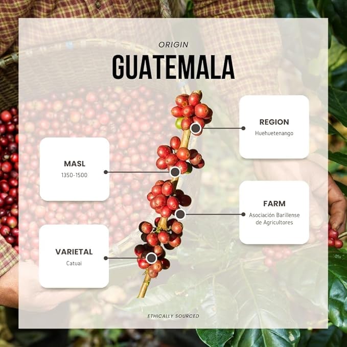 Reborn Coffee Specialty Whole Bean Coffee Medium Roast 12 Ounce Guatemala Huehuetenango Flavor Notes of Cherry Caramelized and Full Body