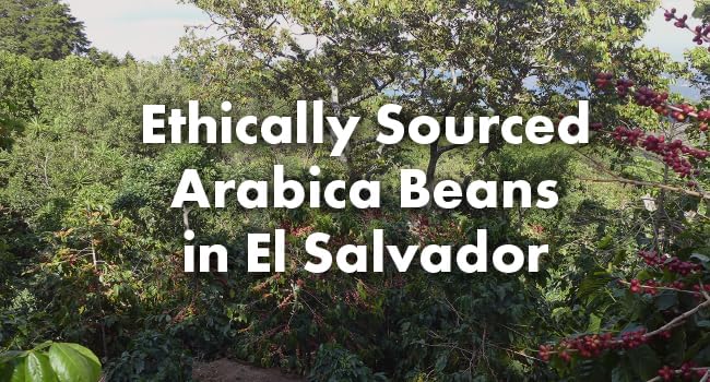 Café Grumpy El Salvador Medium Roast Coffee Organic Single Origin French Press Drip Medium Grind for Pour Over Cold Brew 12oz Bag